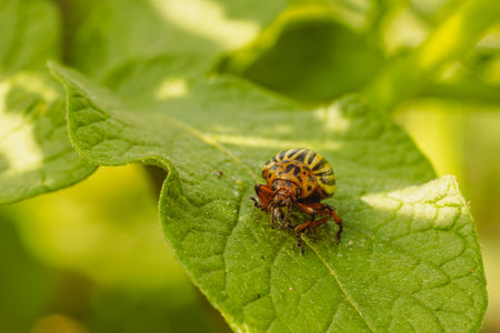 Colorado Potato Beetle on a Green Leaf.の写真素材