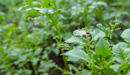 Colorado Potato Beetles Feasting on Potato Plant Leaf.