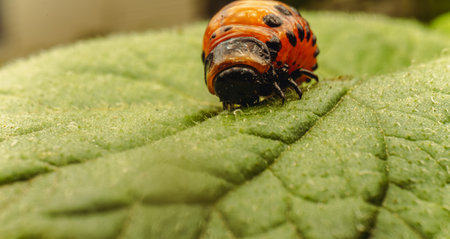 Close-Up of a Colorado Potato Beetle Larva on a Green Stem.