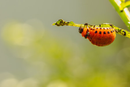 Close-Up of a Colorado Potato Beetle Larva on a Green Stem.