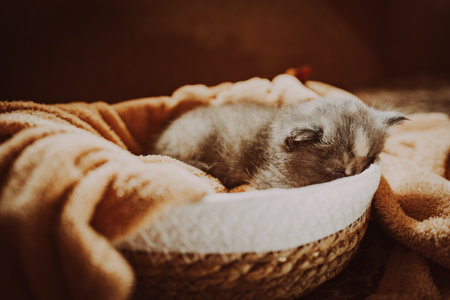 Playful Kitten Napping Soundly in Cozy Basket Surrounded by Soft Textiles.の写真素材