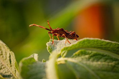 Vibrant Insect Perching on Leaf in Warm Afternoon Light of Summer.の写真素材
