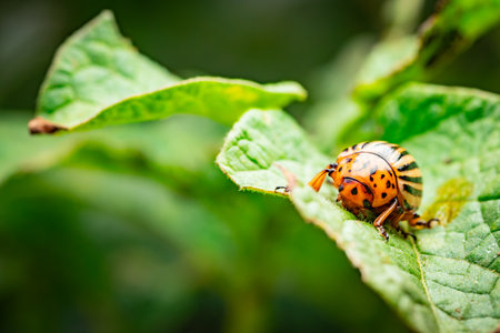 Colorado Potato Beetle Crawling on Leaf in a Garden During Late Summer.