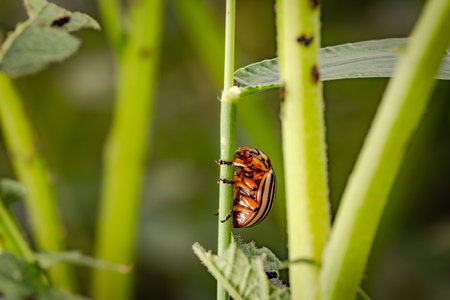 Colorado Potato Beetle Actively Feeding on Leaf During Sunny Day in Summer.