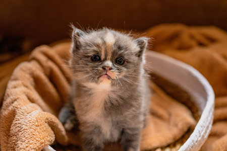 Curious Kitten Exploring a Cozy Woven Basket During a Soft Afternoon Light.