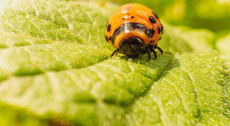 Colorado Potato Beetle Larva on Green Leaf in Sunlight.