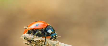 A Ladybug's Journey On A Sun-Kissed Twig.