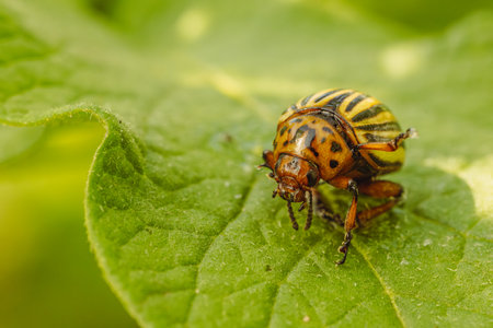 Colorado Potato Beetle on a Green Leaf.