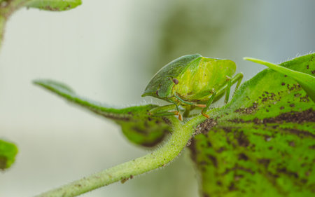 A Green Shield Bug Perched on a Leaf in the Warm Afternoon Light.