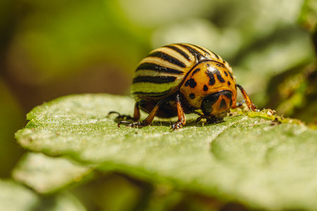 Colorado Potato Beetle on a Green Leaf.