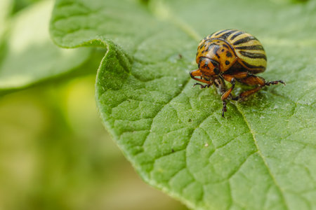 Colorado Potato Beetle on a Green Leaf.