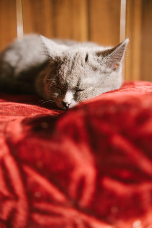 Gray Kitten Resting Peacefully on a Red Vintage Ottoman in Warm Sunlight.の写真素材