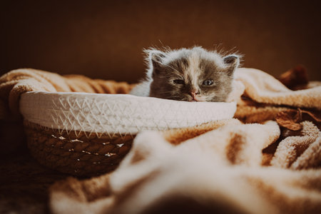 Curious Kitten Exploring a Cozy Woven Basket During a Soft Afternoon Light.