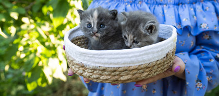 Two Adorable Kittens Snuggled Together in a Woven Basket Outdoors on a Sunny Day.