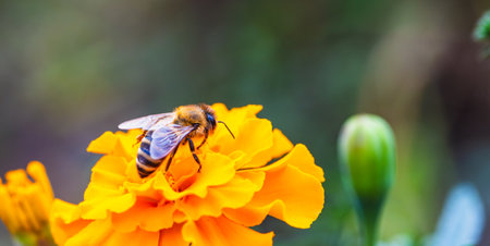 A close-up view of a bee collecting nectar from a vibrant orange flower in a sunny garden setting...