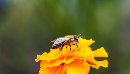A close-up view of a bee collecting nectar from a vibrant orange flower in a sunny garden setting...
