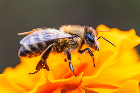 A close-up view of a bee collecting nectar from a vibrant orange flower in a sunny garden setting...