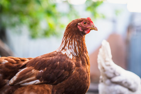 A close-up view of a brown chicken in a rustic farmyard setting during daylight with other chickens in the background.の写真素材