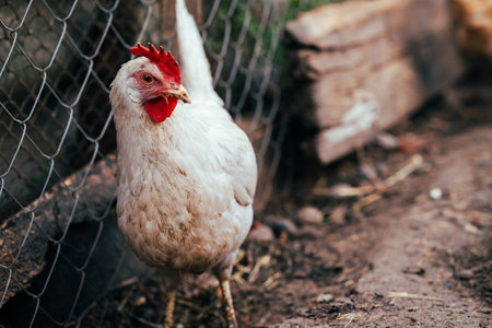 A close-up view of a white chicken with a vibrant red comb at a rustic farm during the golden hour.の写真素材
