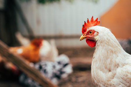 A close-up view of a white chicken with a vibrant red comb at a rustic farm during the golden hour.の写真素材
