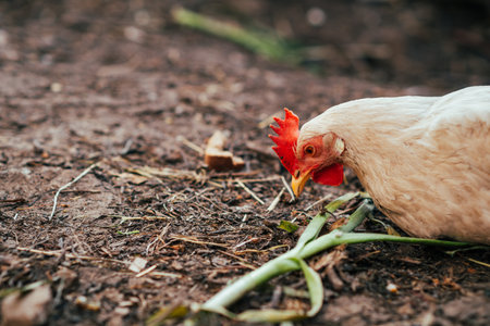 A close-up view of a white chicken with a vibrant red comb at a rustic farm during the golden hour.