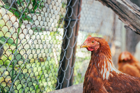 A close-up of a brown hen observing its surroundings in a garden during a sunny afternoon in the countryside.の写真素材