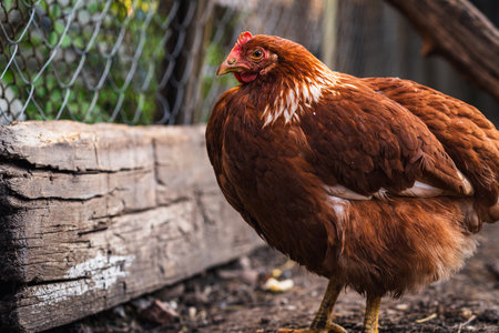 A close-up of a brown hen observing its surroundings in a garden during a sunny afternoon.の写真素材