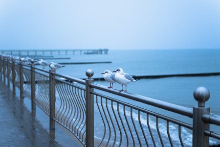 Seagulls Resting on a Railing Overlooking the Calm Sea During a Cloudy and Misty Day by the Pier.の写真素材