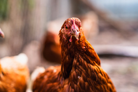 A close-up view of a brown chicken in a rustic farmyard setting during daylight with other chickens in the background.の写真素材