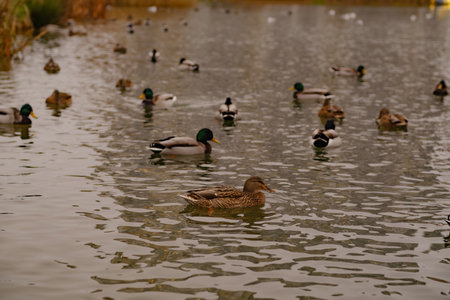 Many Ducks Swimming Serenely in a Tranquil Pond During a Cloudy Afternoonの写真素材