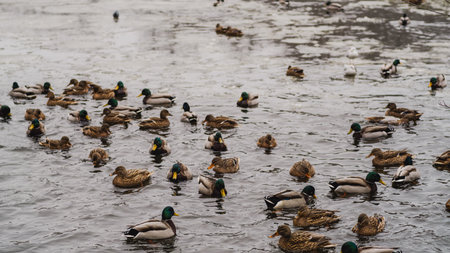 Ducks Swim Peacefully in a Snowy Park During Winter in a Serene Setting