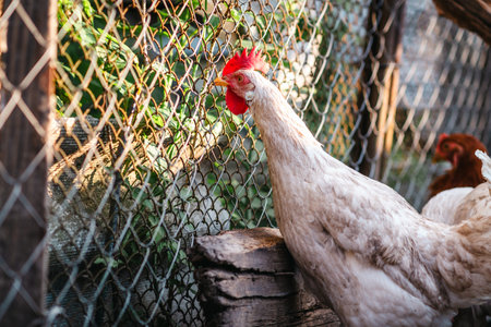 Clucking Hen Exploring the Farmyard During a Sunny Day in Rural Countryside.