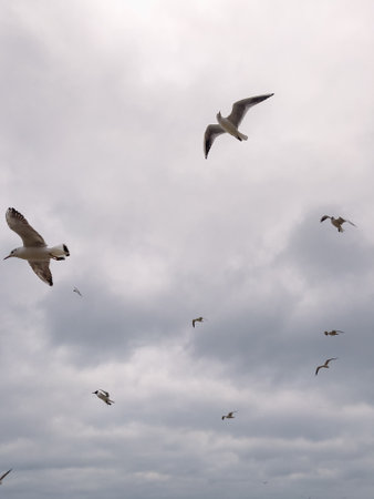 Seagulls Flying Against a Cloudy Sky at Coastal Location During Late Afternoon.
