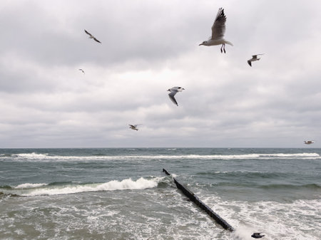 Seagulls Flying Against a Cloudy Sky at Coastal Location During Late Afternoon.の写真素材