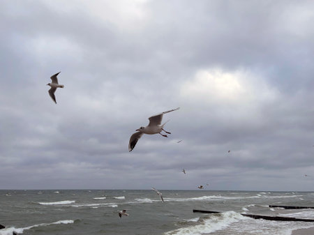 Seagulls Flying Against a Cloudy Sky at Coastal Location During Late Afternoon.の写真素材