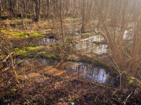 Sunlight filters through the trees illuminating a lush swamp area Grasses and moss thrive amidst the still water creating a serene peaceful environment.の写真素材
