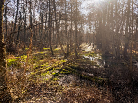 Sunlight filters through the trees illuminating a lush swamp area Grasses and moss thrive amidst the still water creating a serene peaceful environment.の写真素材