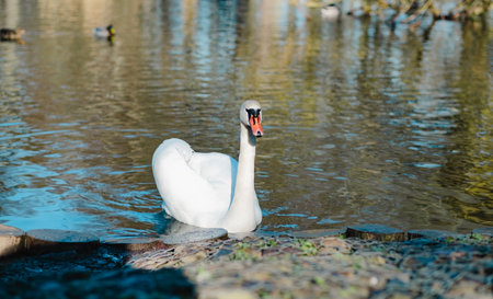 A majestic white swan moves gracefully through the calm waters of a pond surrounded by smooth stones...