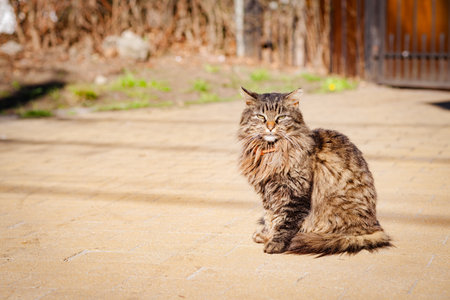 A fluffy tabby cat sits comfortably on a sunlit pathway in a quiet suburban area The cat looks relaxed showing its thick fur and striking features amidst greenery.の写真素材