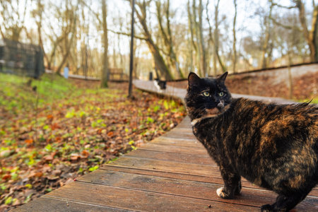 A tortoiseshell cat walks along a wooden path surrounded by trees Soft light filters through the branches as the cat curiously examines its tranquil environment.の写真素材