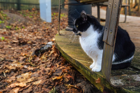 A black and white cat sits under a wooden bench covered with leaves, and its curious gaze is riveted on the beauty of the surrounding nature on a serene autumn dayの写真素材