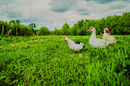 Ducks Walking on Lush Green Grass Under Cloudy Skies in a Rural Landscape During Mid-Afternoon.