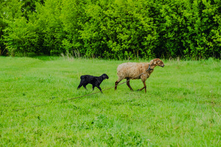 Two sheep are grazing on fresh grass in a vibrant green pasture The warm sunlight creates a serene atmosphere in this rural landscape The scene embodies tranquility and natural beautyの写真素材