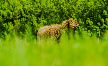 A fluffy sheep is grazing on lush green grass in an open pasture surrounded by trees on a sunny day.