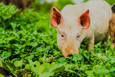 Happy Pig Exploring a Green Pasture Under Bright Daylight With Trees in the Background