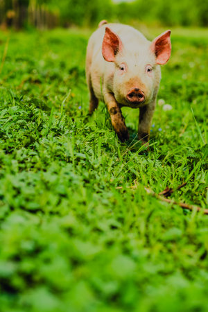 Happy Pig Exploring a Green Pasture Under Bright Daylight With Trees in the Backgroundの写真素材