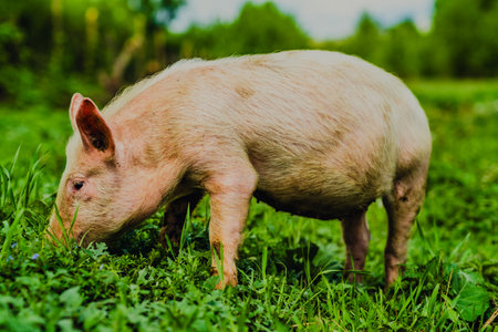 Happy Pig Exploring a Green Pasture Under Bright Daylight With Trees in the Background