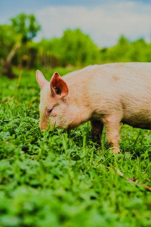 Happy Pig Exploring a Green Pasture Under Bright Daylight With Trees in the Background