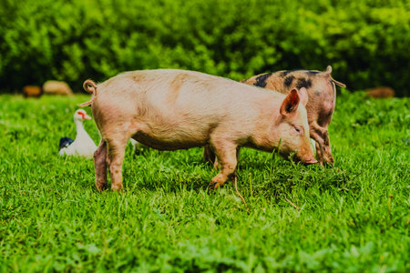 A pig grazes on lush green grass in a vibrant field while ducks rest nearby The sun casts a warm glow highlighting the peaceful rural setting.の写真素材