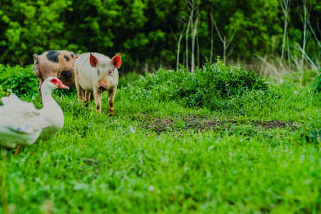 Two pigs are grazing peacefully in a vibrant green field while a duck wanders nearby enjoying a sunny day in a serene rural setting.の写真素材